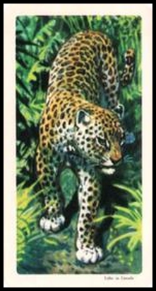 24 Leopard